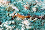 Leander plumosus Crevette plume-Liwutonkidi Island-20m-20180604-Denis-ADER-DSC_3808_tn
